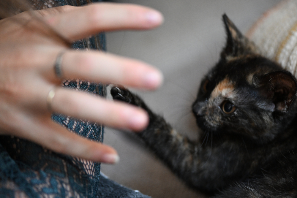 Kitten is playing with hand.