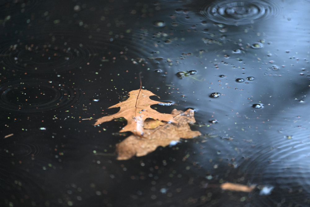 Leafs in pond