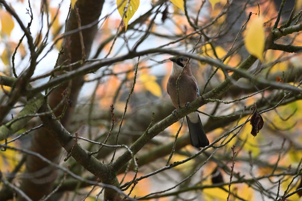 Jay on tree looking