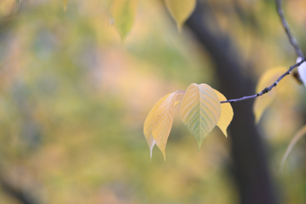 Mosaic from autumn leaves on tree