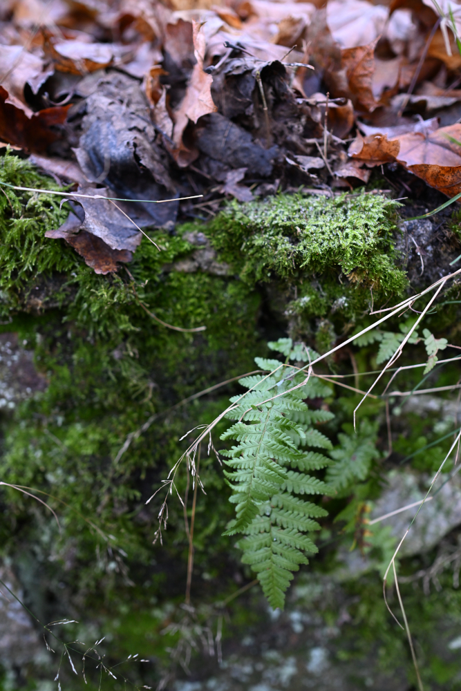 Moss and fern in autumn