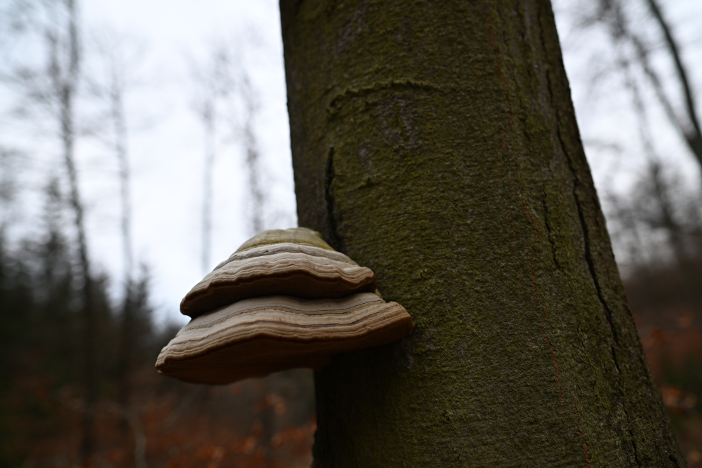 Mushroom on tree in forest.