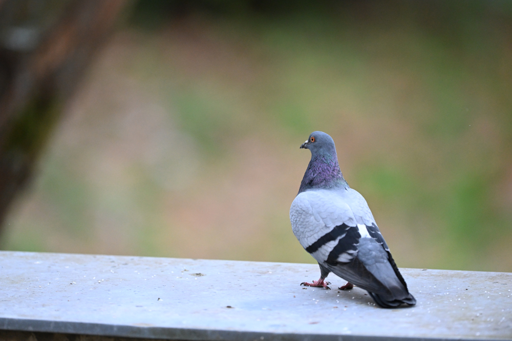 Pigeon from distance