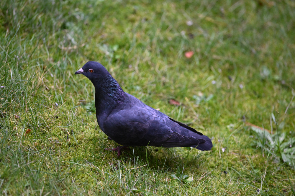 Pigeon in grass.