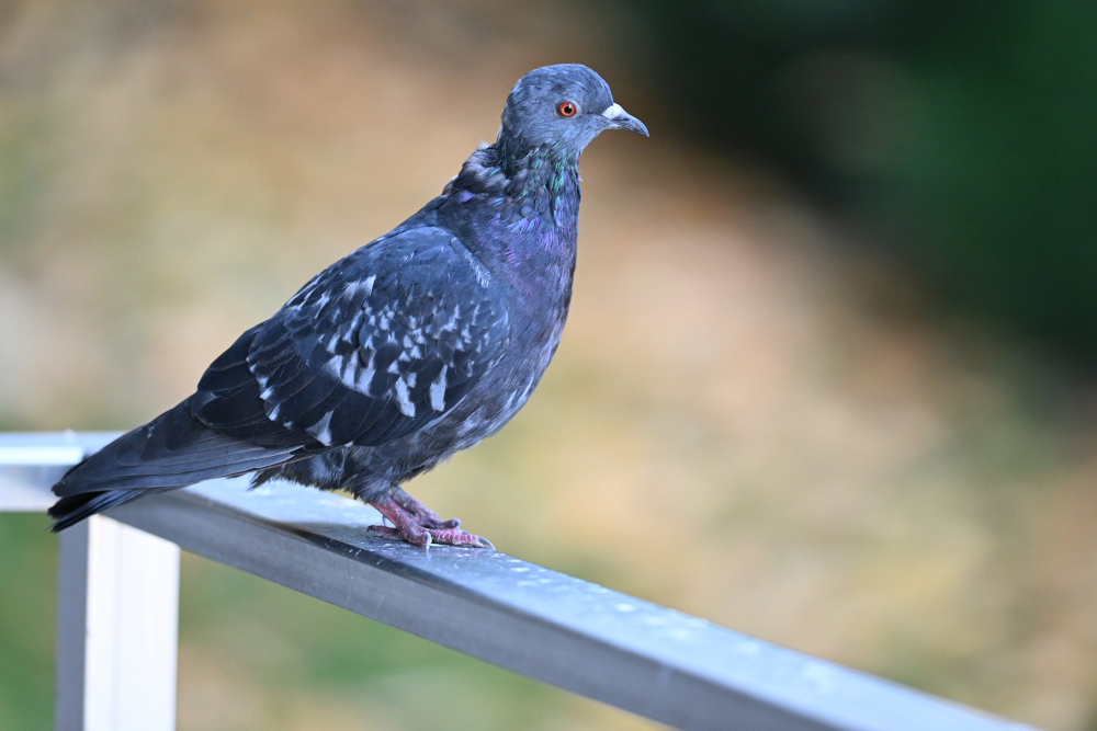 Pigeon looking at me.