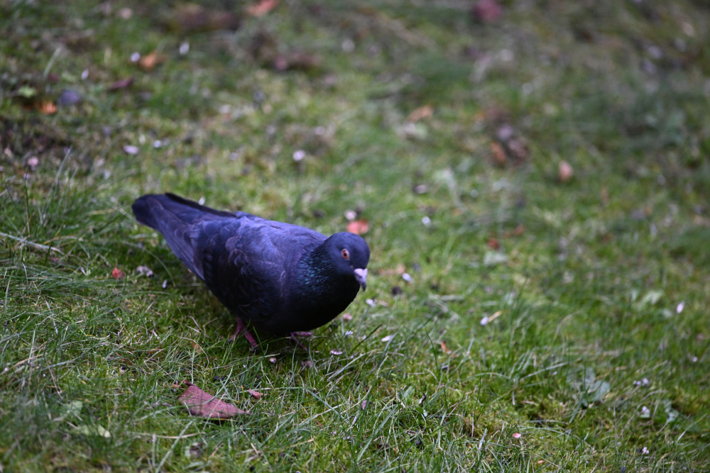 Pigeon looks at me from grass.