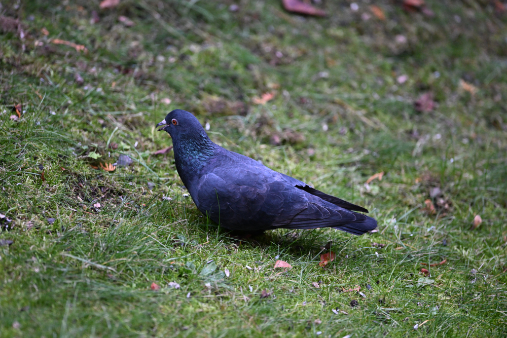 Pigeon is searching for food in grass.