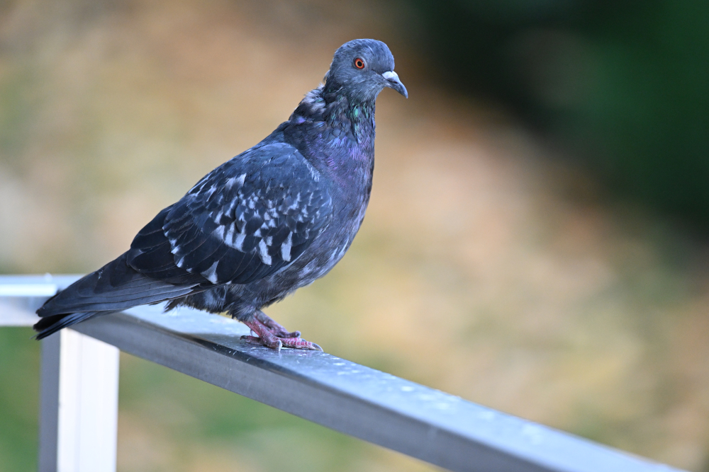 Pigeon siting on railing