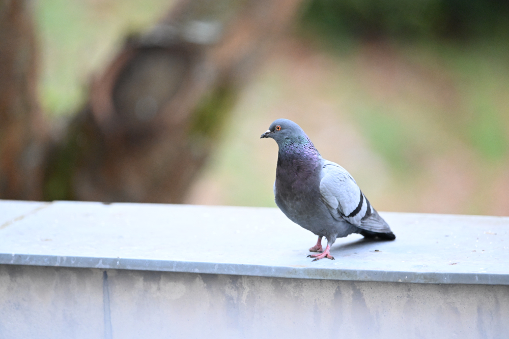 Pigeon carefully watching us.