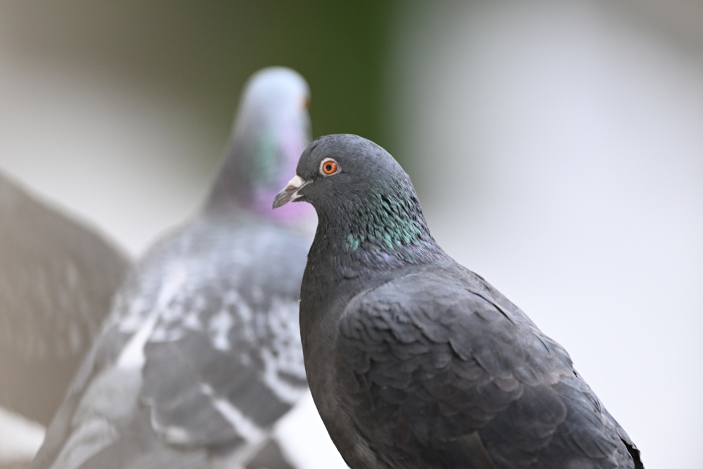 Group of pigeons.