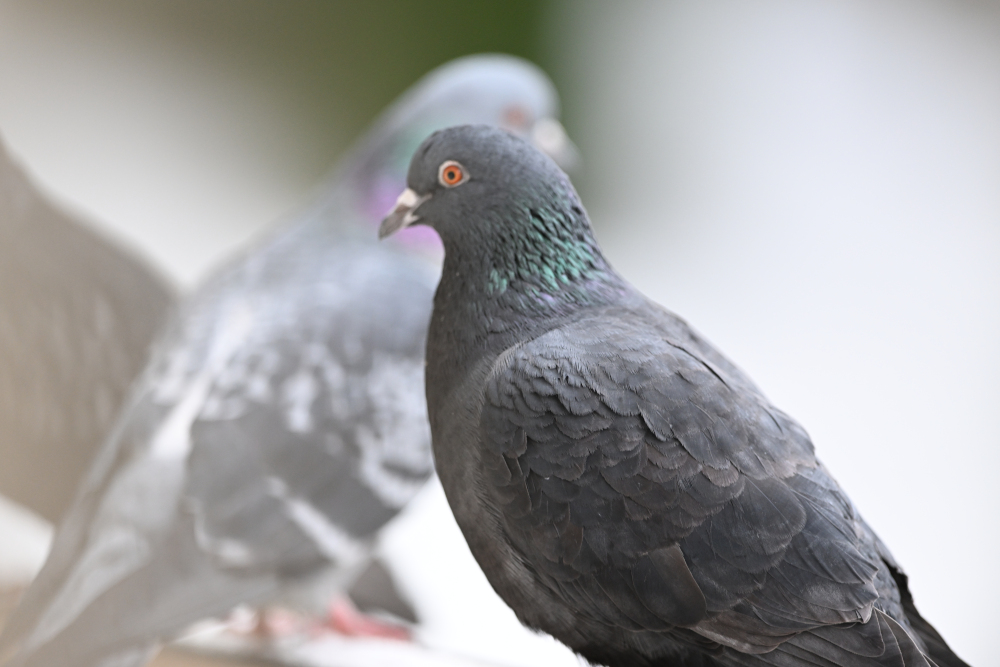 Group of pigeons.