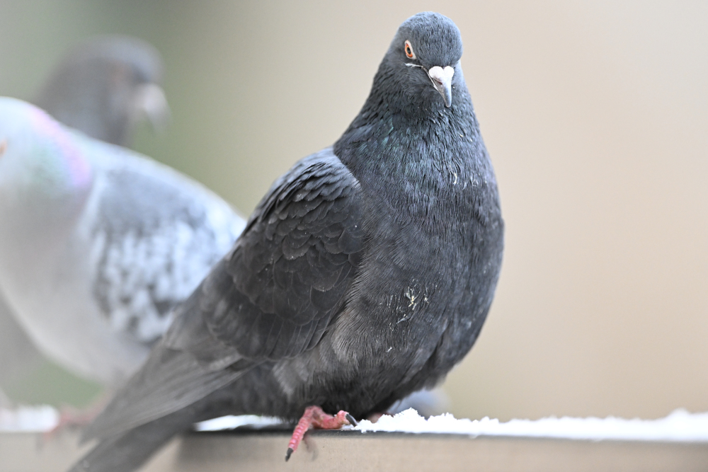 Group of pigeons.