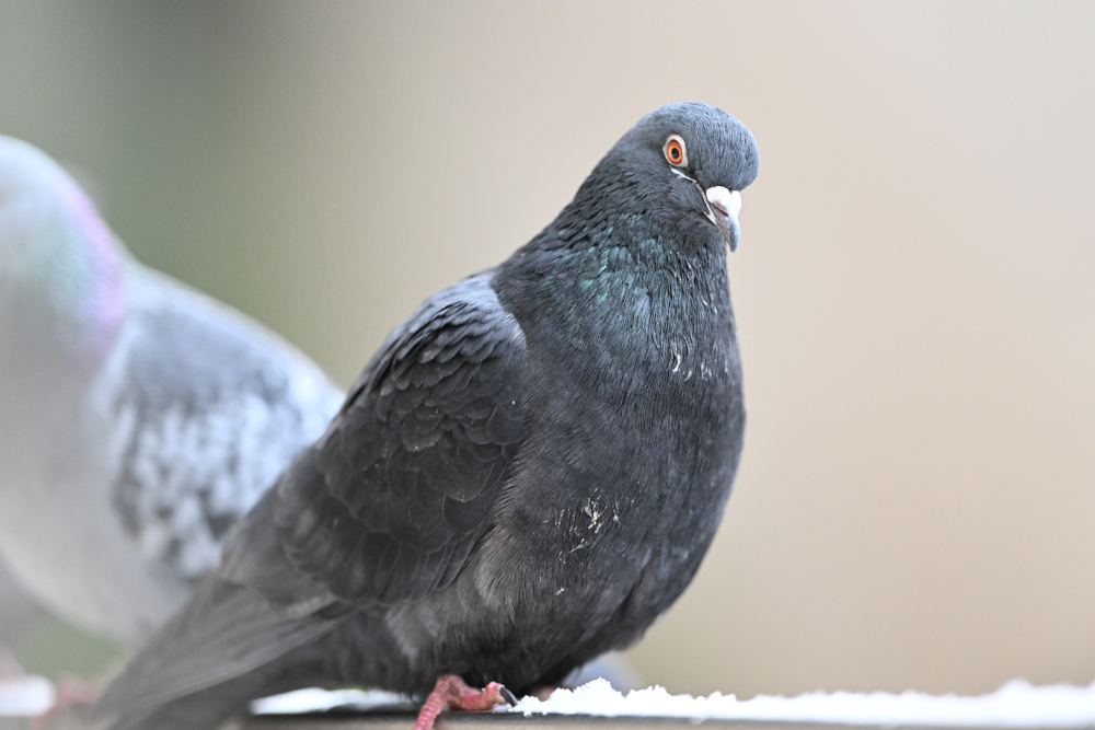 Group of pigeons.