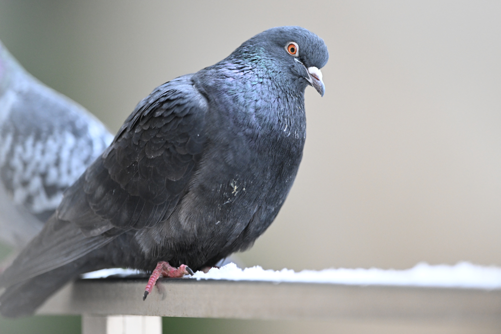 Group of pigeons.