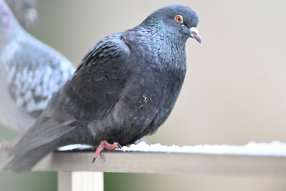 Group of pigeons.