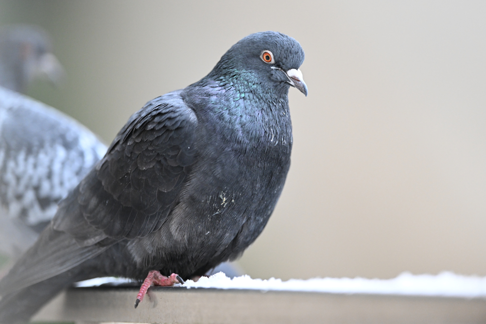 Group of pigeons.