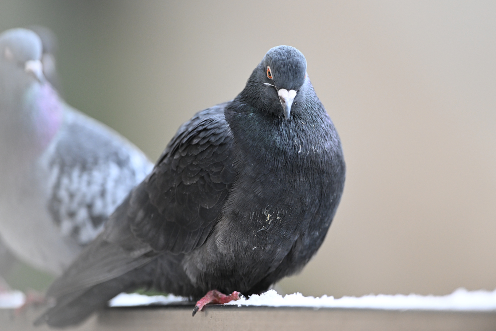 Group of pigeons.