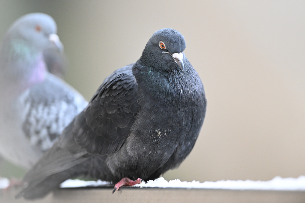 Group of pigeons.