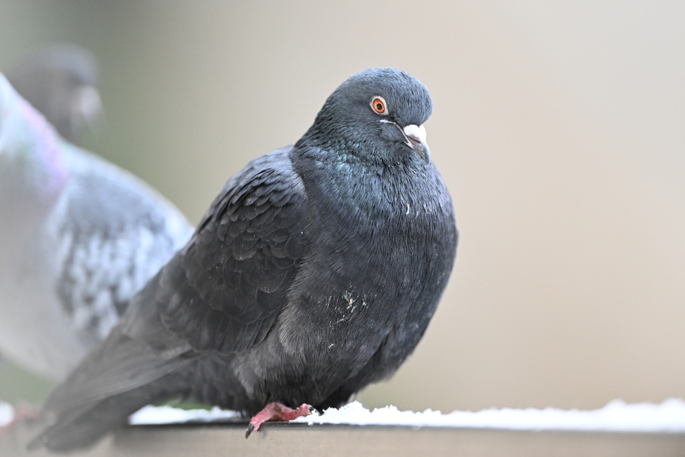 Group of pigeons.