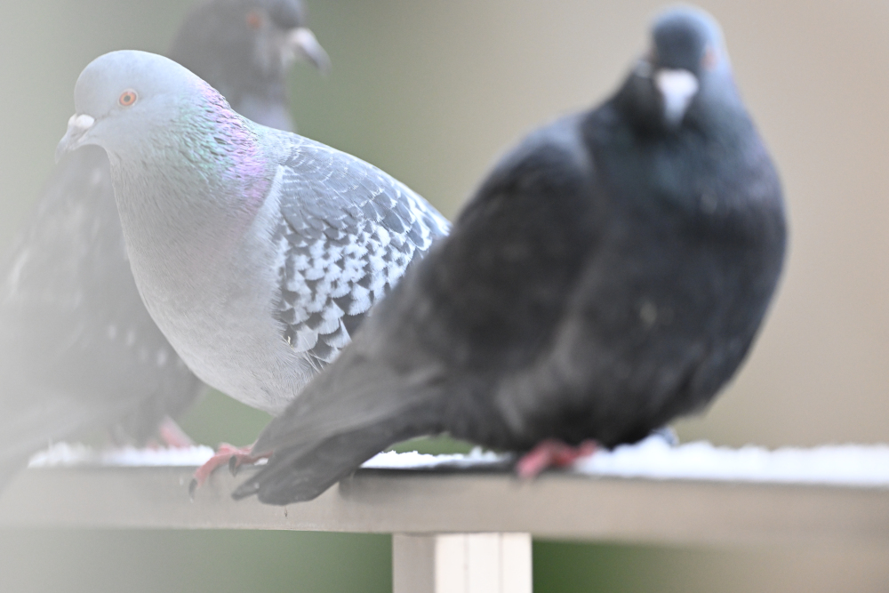 Group of pigeons.