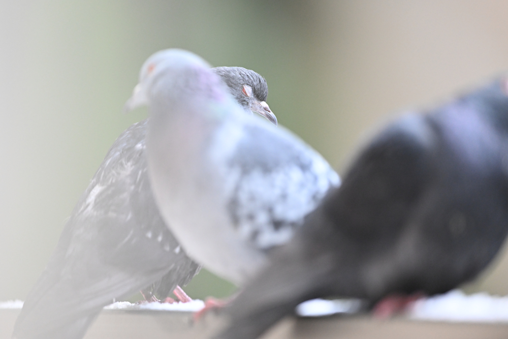 Group of pigeons.