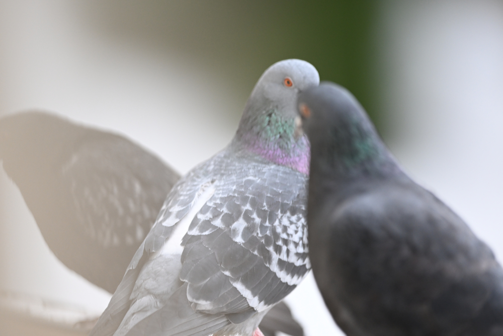 Group of pigeons.