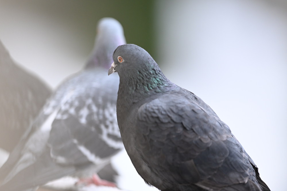 Group of pigeons.