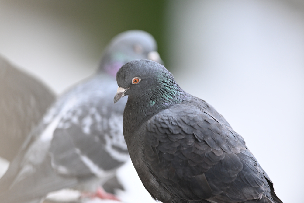 Group of pigeons.