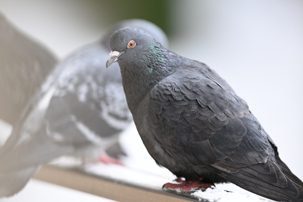 Group of pigeons.