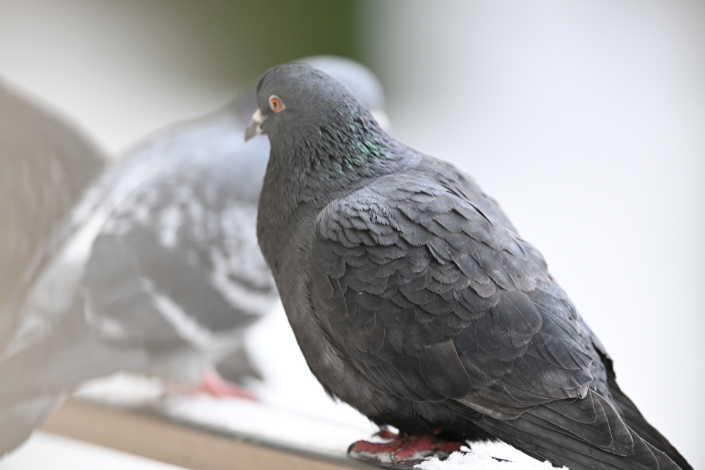 Group of pigeons.