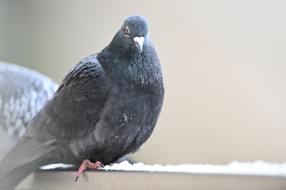 Group of pigeons.