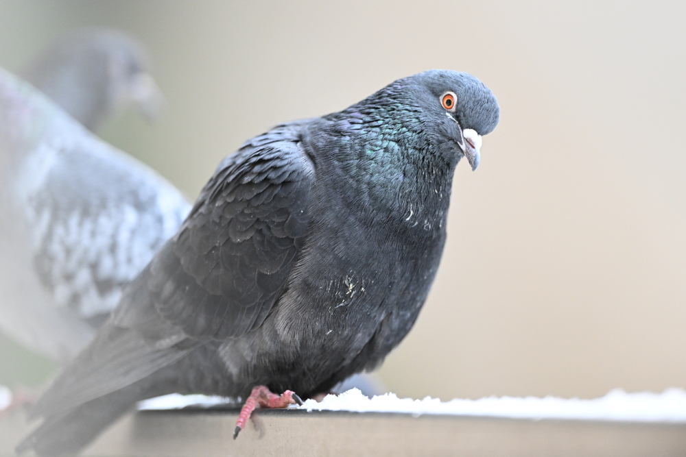 Group of pigeons.