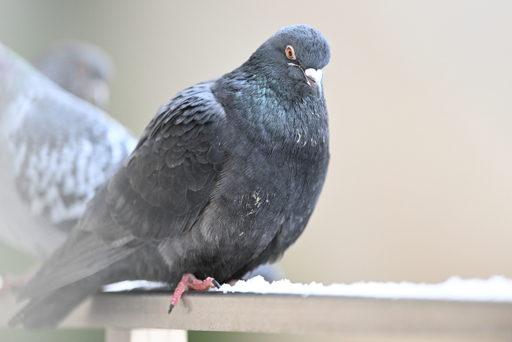 Group of pigeons.