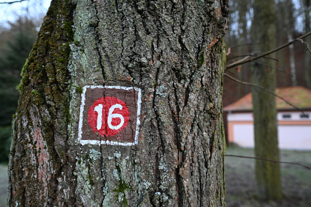 Sign 16 on tree.