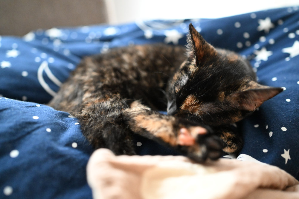 Sleeping kitten in bed