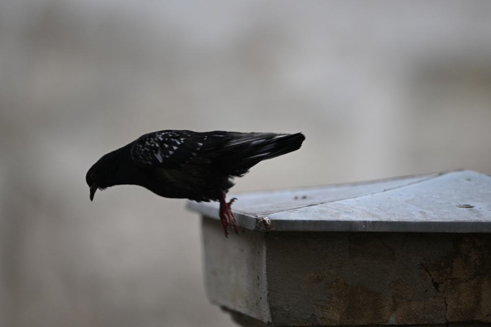 Pigeon start ready to fly.