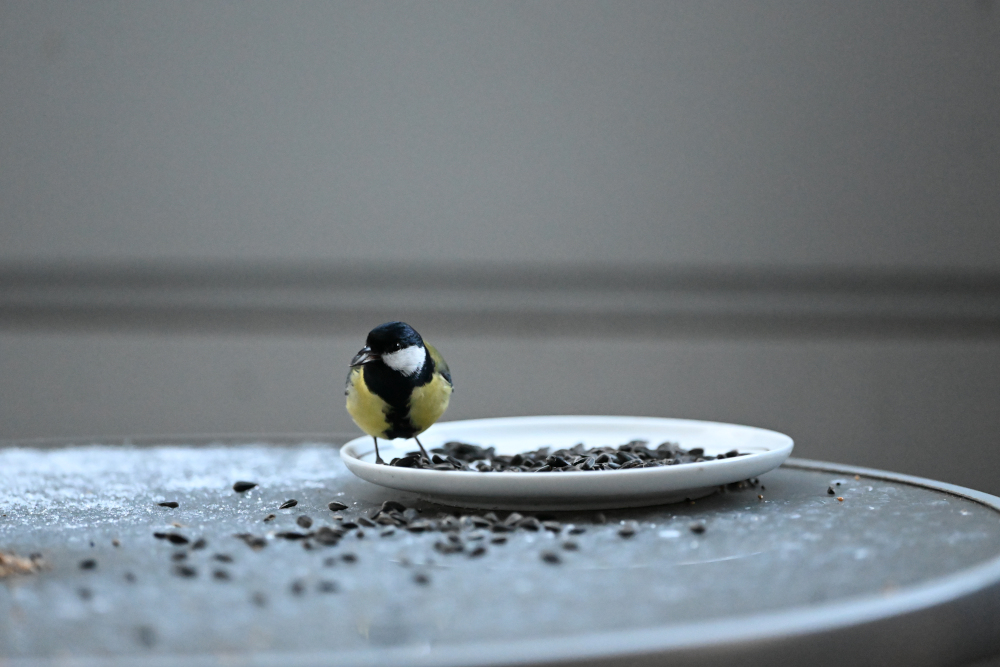 Beautifull detail of tit at its food