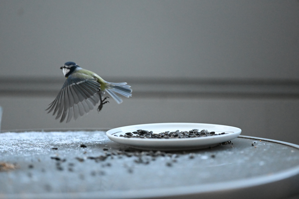 Detail of tit fly