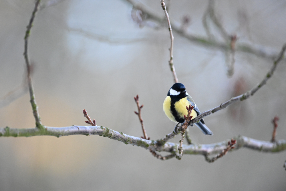 Hungry tit in winter