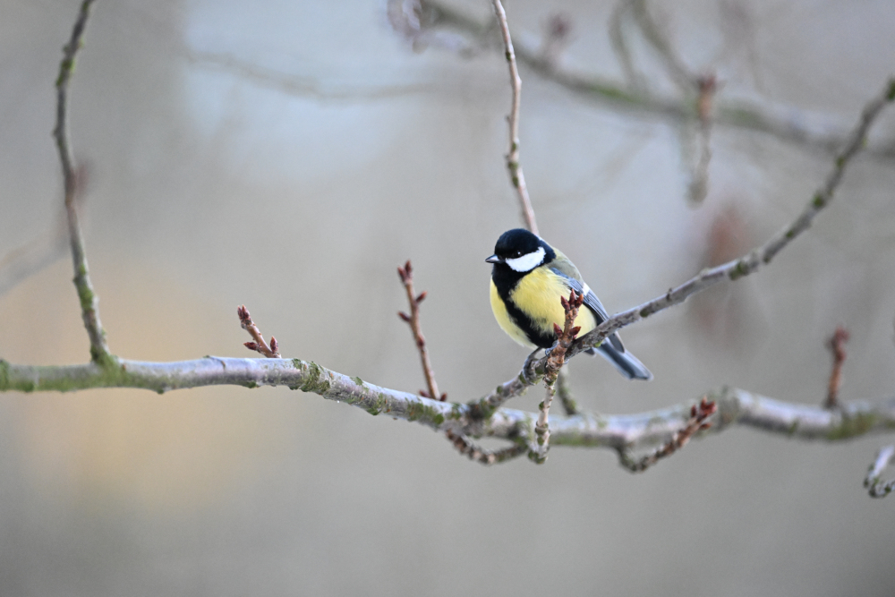 Beautifull tit looks around