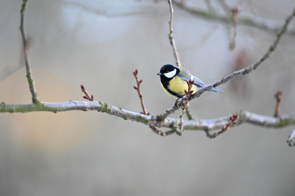 Beautifull detail of tit on tree