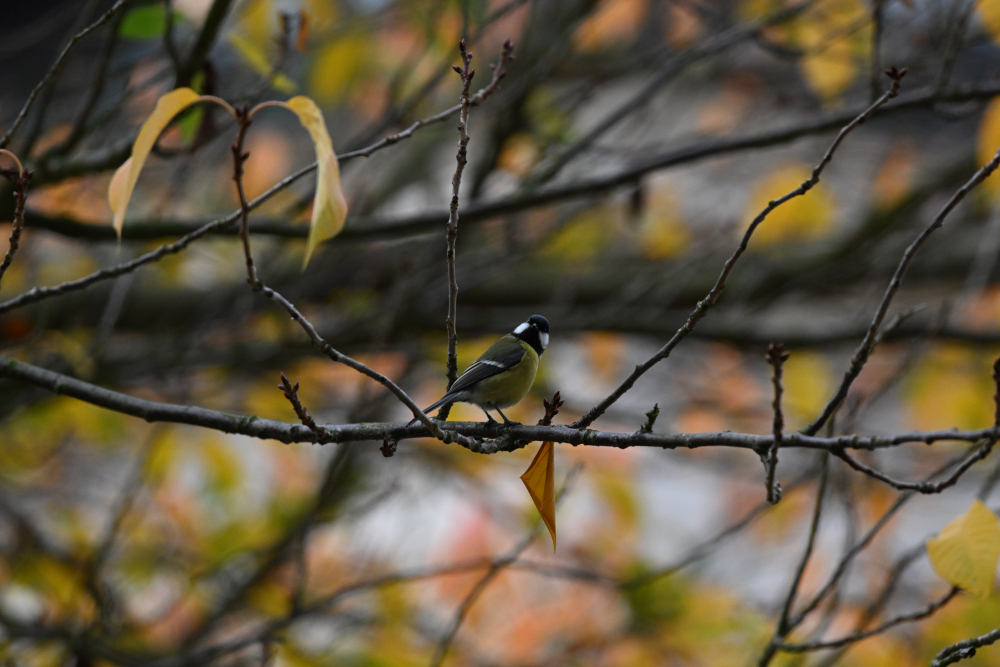 Tit on tree looking at me