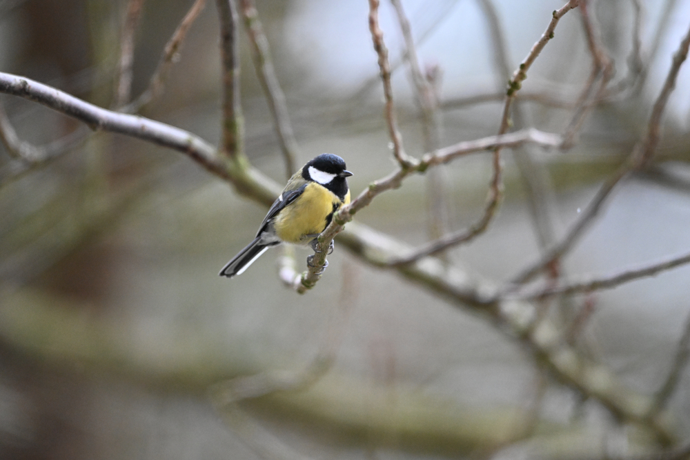 Tit siting on branch