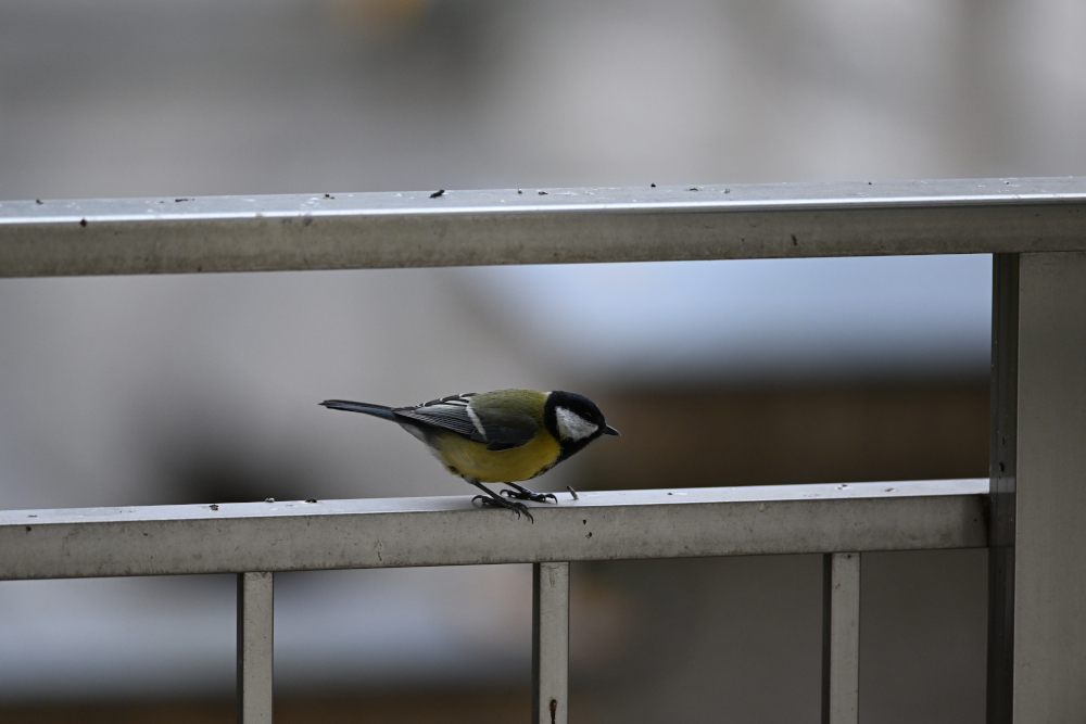 Tit siting on railing