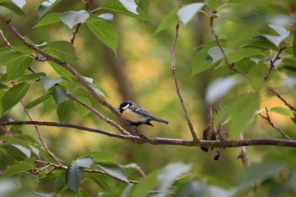 Tit sits on branch