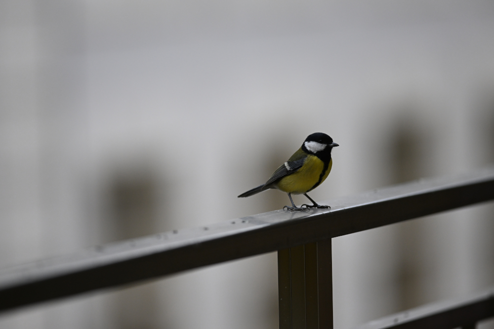 Tit sit on railing