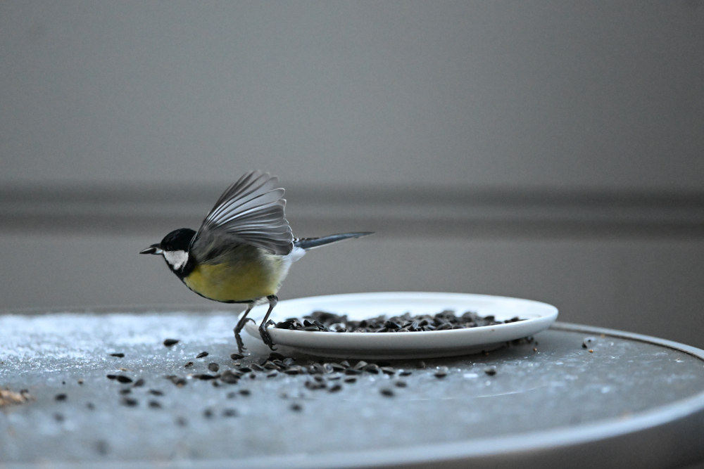 Tit starts of fly