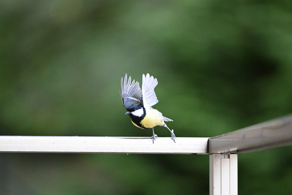 Moment of tits starts to fly.