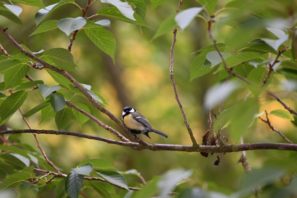 Tit watching us on branch.