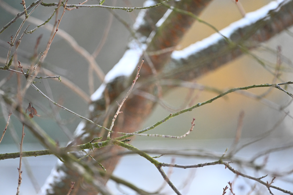 Detail of tree with snow